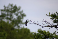 IMG_8862