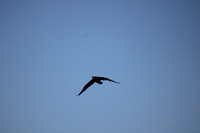 IMG_1055