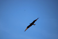IMG_7447