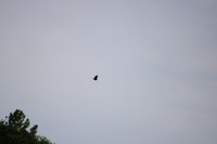 IMG_4849
