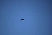 IMG_7445