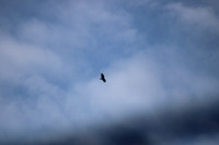 IMG_4856