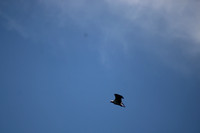 IMG_7450