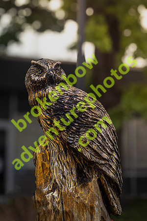 Owl