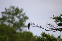 IMG_8861